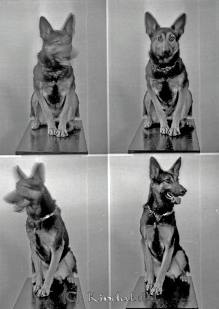 Schäferhund
raja
Schäferhund
Djur
Nyckelord: Schäferhund