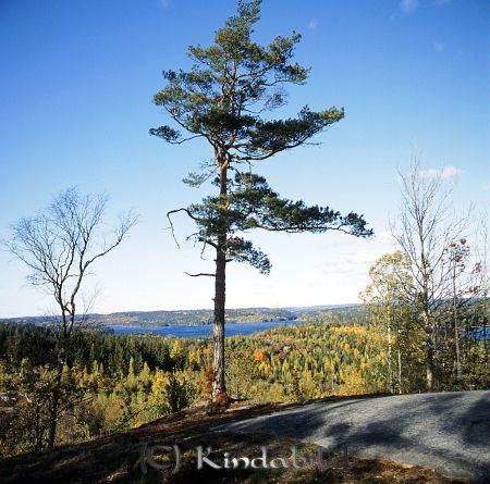 Kindavyer
raja
Höstbild tagen från utsiktsberg över skog och sjö
