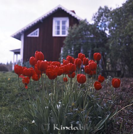 Kindavyer
raja
Vårbild med röda tulpaner
