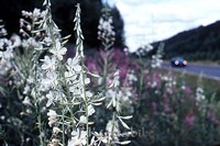 Petters. - 0600.jpg