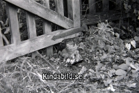 Filnamn=1157007.jpg
Filstorlek=1422KiB
Dimensioner=1500x1014
Uppladdade datum=Sep 06, 2017 1157007.jpg
