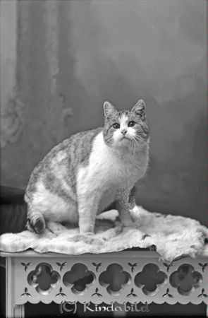 Katt från Värdgården
godj
Katt från Värdgården
Nyckelord: Katt från Värdgården