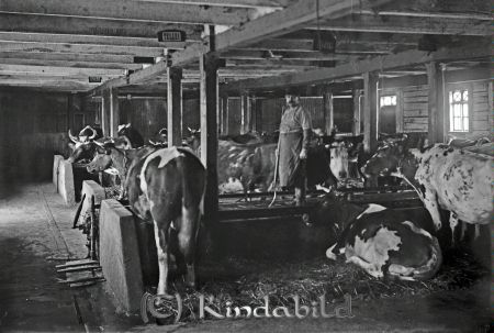 Ladugårdsmiljö

 
