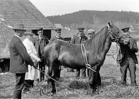 Grupporträtt med sju män  Häst Landskap Veterinär
godj
Grupporträtt med sju män  Häst Landskap Veterinär
Nyckelord: Grupporträtt Djur Landskap