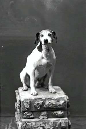"Nicke"  Hotellet
godj
"Nicke"  Hotellet
Djur  Hund
Nyckelord: Nicke Hotellet