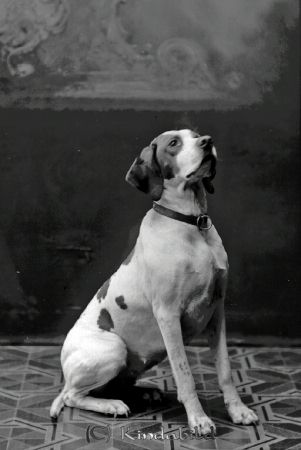 Eng Kisa
godj
Eng Kisa
Nyckelord: Hund