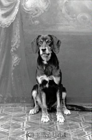 Lundstedts hund  Kisa
godj
Lundstedts hund  Kisa
Nyckelord: Lundstedts hund