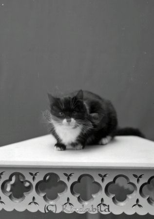 Bexelins katt Kisa
godj
Bexelins katt Kisa
Nyckelord: Bexelins katt
