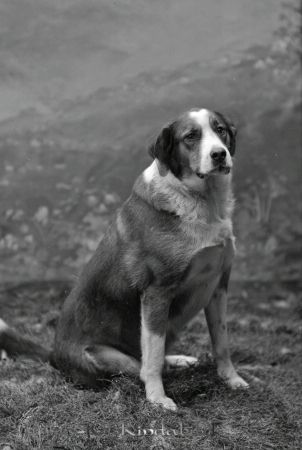 Key
godj
Key
Polis Jonas Rings hund
Nyckelord: Key