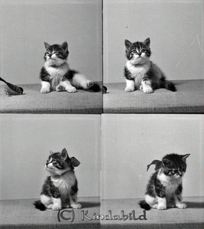 Carlsson Tusse Kisa
raja
Carlsson Tusse  
Djur en katt
Nyckelord: Carlsson Kisa