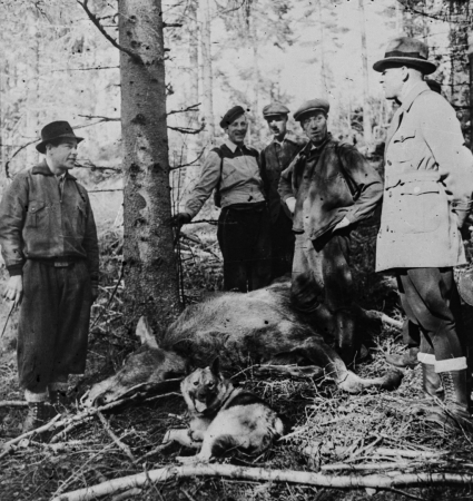 Nyckelord: Älgjakt