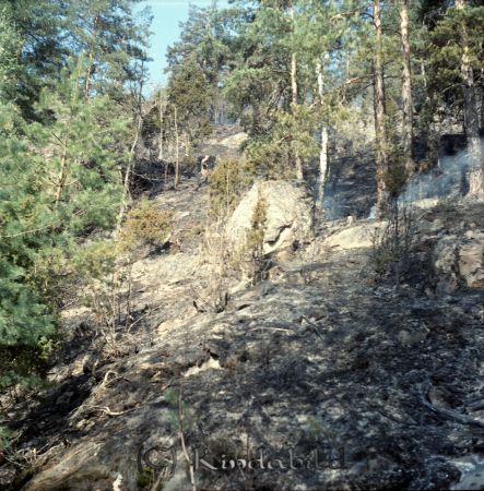 Kindavyer
raja
I skogsbrandens fotspår
Nyckelord: Skogsbrand Kisa