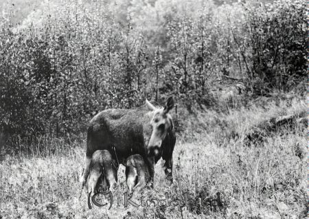 Petters. - reprod 0075 - ej nr - ej lapp.jpg