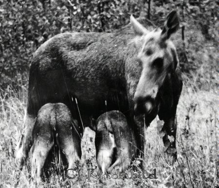 Petters. - reprod 0075z - ej nr - ej lapp.jpg