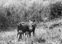Petters. - reprod 0075 - ej nr - ej lapp.jpg