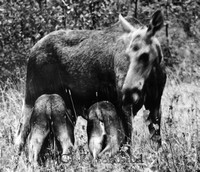 Petters. - reprod 0075z - ej nr - ej lapp.jpg