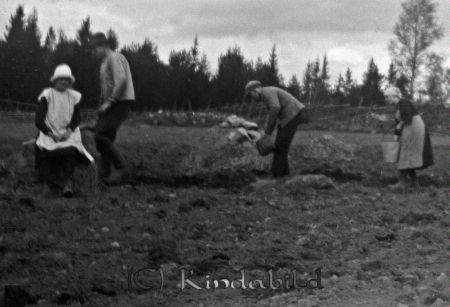 Potatissättning
mayca
Potatisen sätts ner i uppkörda förer.
Nyckelord: Ramstedt Korpklev