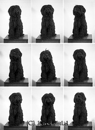 Mariann Brandin Damfrisörska Kisa
raja
Hund som sitter på en pall
Nyckelord: Brandin Kisa