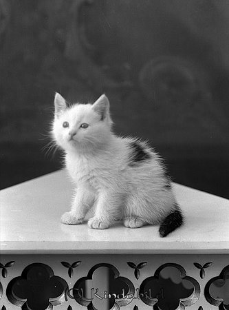 Kattunge
